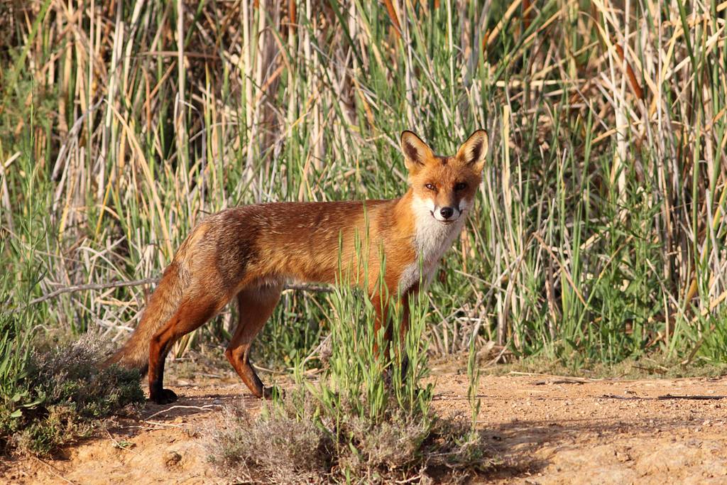 上图:生活在以色列的丘陵和平原地区的狐狸主要是赤狐(Red Fox)。赤狐又名火狐,腹部白色,腿和耳尖黑色,其他部分都是红色。赤狐的适应能力很强,但与金豺的食物相同,所以通常会避开金豺。金豺多的地方赤狐很少。